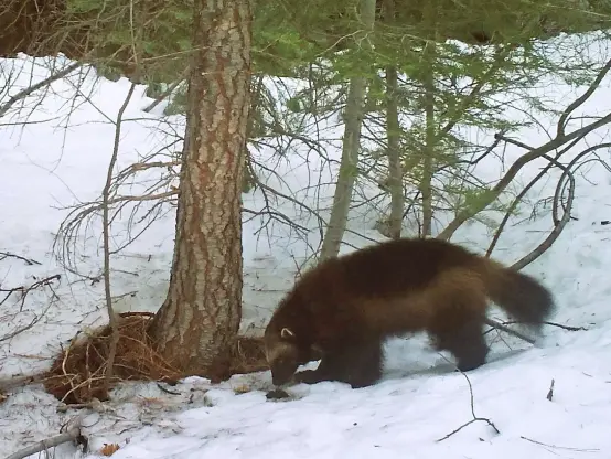 Photo from a remote camera showing a wolverine in the Tahoe National Forest near Truckee, California