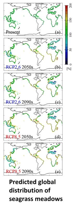 maps - predicted global distribution of seagrass meadows