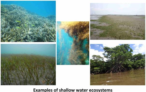 photos - examples of coastal / shallow water ecosystems