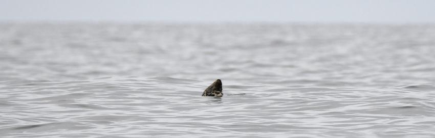 A seal pokes it's nose out of the water near Staffa Scotland