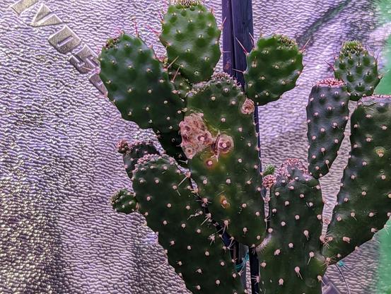 A cactus - I don't know what kind. It is green and spikey, lol, and the pads grow like bunny ears.

One of the pads has a brown spot, with little white spots where thorns should be.