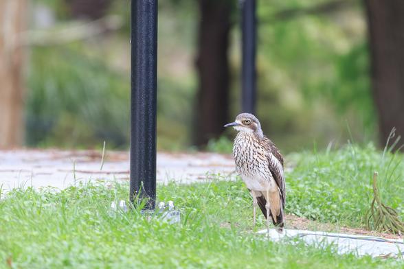 A Bush-stone Curlew stands on a concrete drain pad, next to a black light pole.
It is a brown and white mottled bird with large yellow eye and long faun legs (with thick knees).