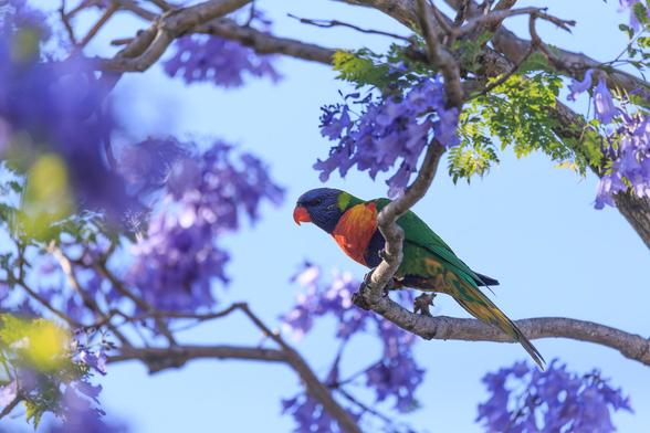 A Rainbow Lorikeet in a flowering Jacaranda tree. The flowers are a rich purple, while the bird (a small parrot) has a red beak, blue head, red eyes, green nape, red and orange scalloped chest, blue band on the belly, green rear with yellow and green under the tail, green wings on top.