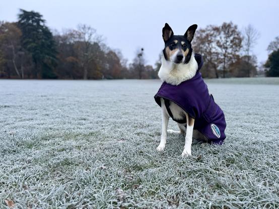 Black & Tan Smooth Collie, wearing her purple winter coat, sits on a white expanse of frosted grass. Autumnal trees of various hues in the background.