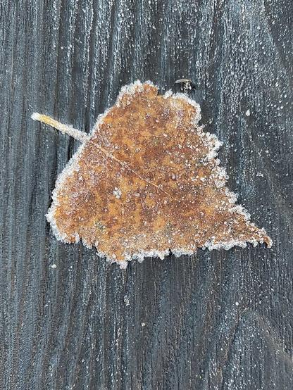 A brown leaf which has fallen from a Silver Birch tree. The leaf is pictured on a dark composite decking. Small frost crystals have formed on and around the edge of the leaf.