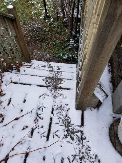 Searching for the hens, following the trail of chicken tracks in the snow down the deck stairs.