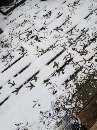 Yep, they were here. Chicken tracks in the snow on the deck.