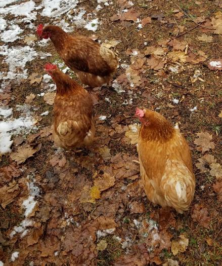 There they are. 3 pretty brown hens standing on similar coloured brown leaves. A bit of snow off to the side.