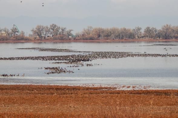 A flock of several thousand Cackling Geese floating toward the middle of a lake. There are a few Snow Geese mixed among them.