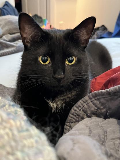 A close up of a black cat’s face and front paws. Rabban is lying on an unmade bed, with a grey cover underneath her. She has bright golden eyes and black and white whiskers, with a patch of white chest hair. She’s waiting for my fingers to move under the cover so she can attack haha