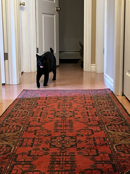 A young male black cat with bright green eyes is at the far end of a hallway with a red Turkish carpet. He’s carrying a pink pom pom in his mouth, which he is returning to his owner. Feyd loves his pom poms and has played fetch since he was a kitten.