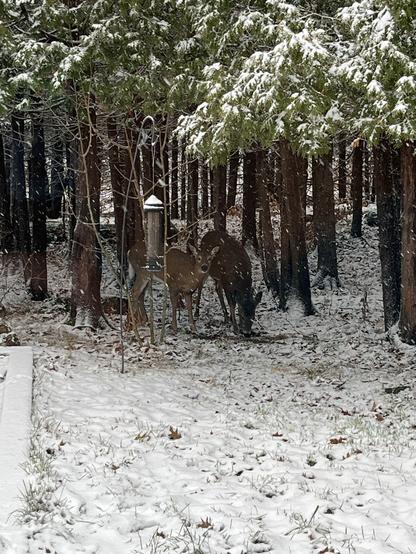 It’s snowing and two deer stand underneath a grove of cedars munching on deer feed from their shelter. The younger lighter doe on the left is looking up at the camera, while the older darker tan does has her head down eating.