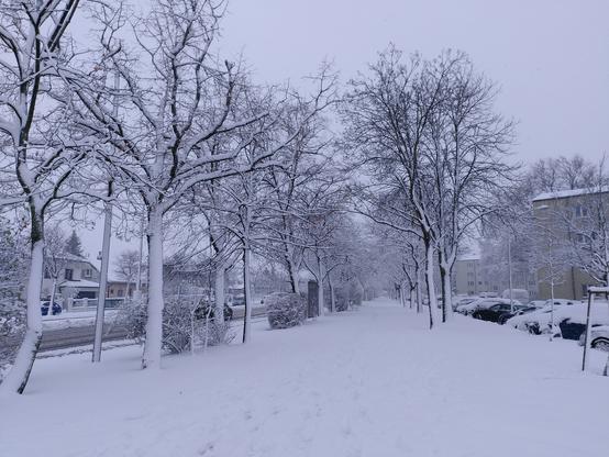 Bäume mit Schnee auf Zweigen, Ästen und durch den Wind auch seitlich auf den Stämmen, dazu Büsche, Autos und eine breite schneebedeckte Fläche mit Fußabdrücken, die eigentlich zwei Grünstreifen und ein breiter Geh-/Radweg sind.