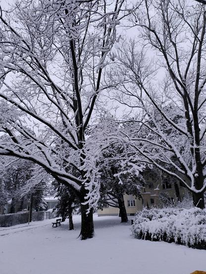 Schnee bedeckte Grundfläche und Wege, mit großen Bäumen, auf denen an jedem Zweig dicker Schnee klebt. Im Hintergrund eine Sitzbank, ein Zaun und Wohnhäuser.