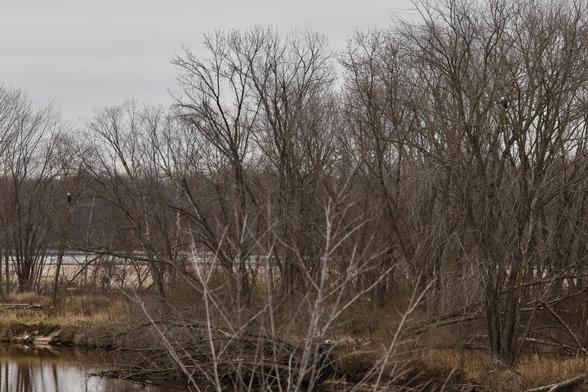 Two bald eagles in the trees on the left and right edges of the picture. Water in the foreground
