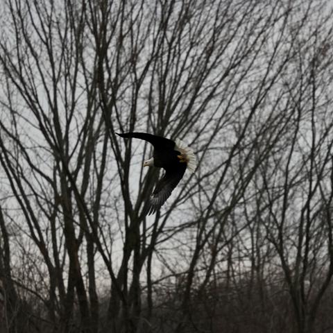 Flying Eagle crossing in from of a grove of trees on the Wisconsin River