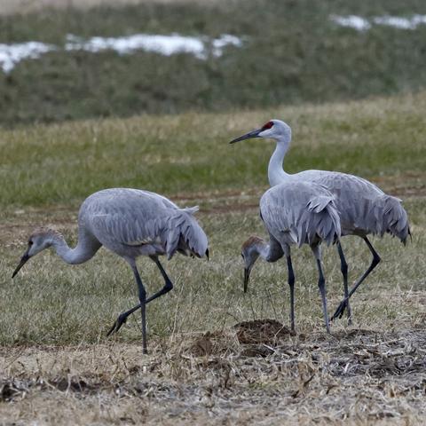 Sandhill Cranes walking in the corner of a field.