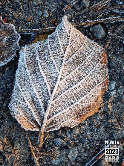 Een licht bevroren blad ligt op de grond, 
op aarde, met wat kleinere takjes en steentjes errond, 
hierdoor zijn de nerven ook goed zichtbaar.
Close up kleurenfoto