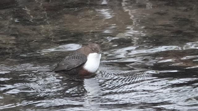 A dipper bird with its legs in a river which is swirling around it. The bird has a white chest and tummy, and various brown colours on the rest of its body. It is facing to the right.