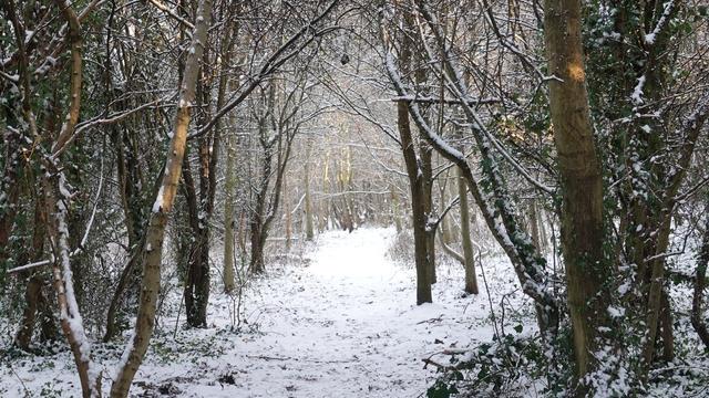 Looking along a snow covered path between bare wintry trees on both sides. The trees are mostly in profile and stark against the snowy landscape.