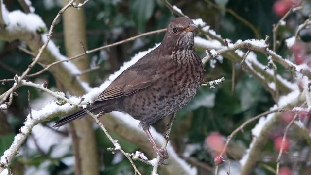A female blackbird perched among snow covered branches and evergreen ivy leaves. The bird faces to the right/front, and has a spotted brown body with some light bits.
