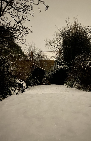 A snowy suburban back yard