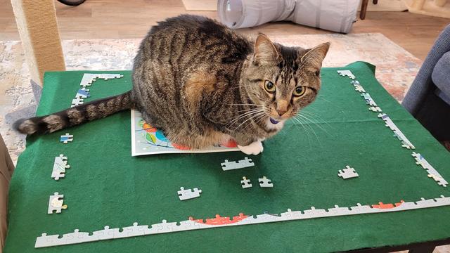 Photo of a brown striped tabby cat with white toe tips crouched on top of a green felt background that holds several jigsaw pieces and a partially completed edge of the puzzle.