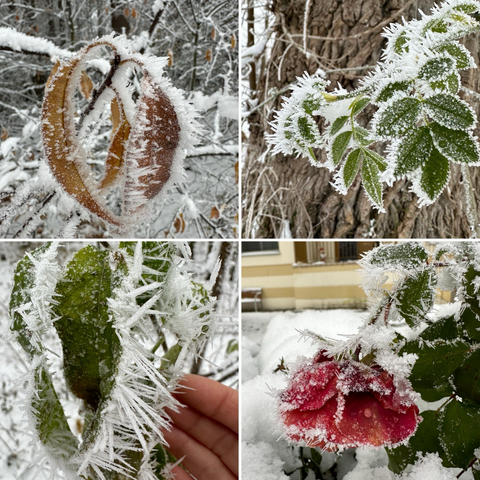 4 Bilder von vereisten Blättern u 1 Rose mit langen Frostnadeln