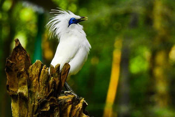 Bali myna Leucopsar rothschildi displaying its crest while standing on a tree stump in forest environment. It is a beautiful and flamboyant bird with white feathers and blue skin around eyes.