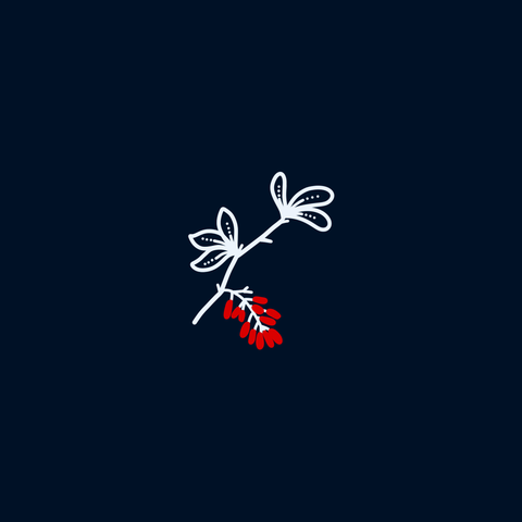 Drawing of Berberis vulgaris on dark background. Leaves and stem is white. Little fruits shine in red. More on www.maremountain.com