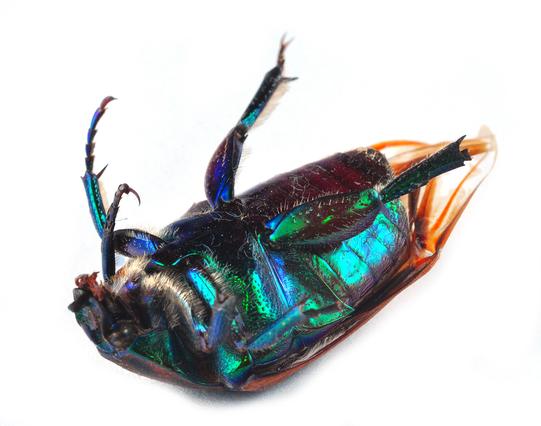 June Bug Upside Down

Image by Bill Gracey: https://www.flickr.com/photos/9422878@N08/
Image license: https://creativecommons.org/licenses/by-nc-nd/2.0/
Image origin: https://www.flickr.com/photos/9422878@N08/7895207816