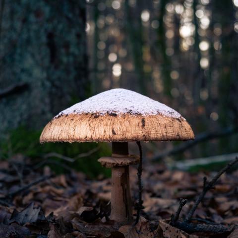 Parasol mushroom with some light frost on the cap.