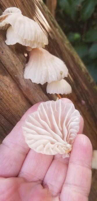 My hand, holding a beige, jelly like mushroom, gill side up, it looks like valleys and ridges from above, radiating from a central point at the edge of the mushroom, like a fan, not from the middle like a spoked wheel.