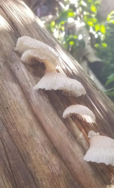 Same mushrooms, in a cluster down the side of a banana stalk, the way I found them.
