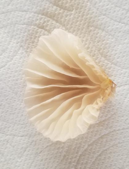 Underside of mushroom face up, laying on a paper towel.