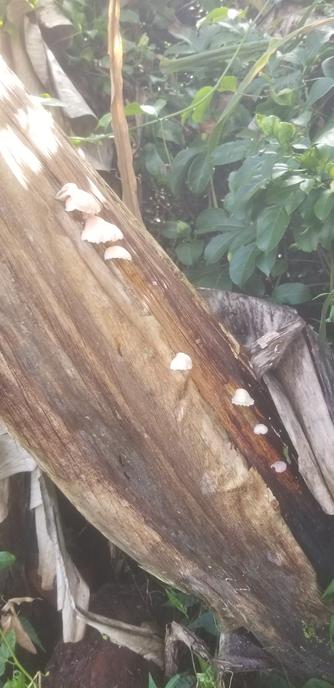 Several mushrooms growing down the side of a banana stalk.