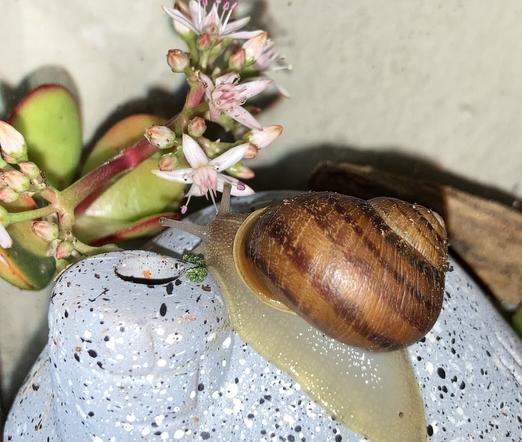 A closeup photo of Trixie the snail from behind. The pinkish snail is looking happily at a flowering green jade with pink blossoms.