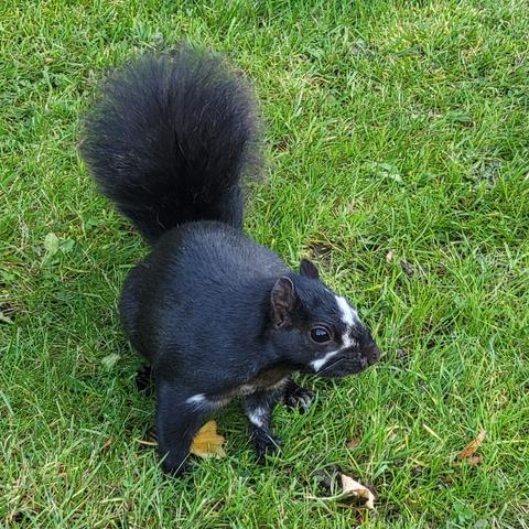 A black squirrel with a white steak on their face and chest.