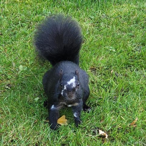 A black squirrel with a white steak on their face and chest.