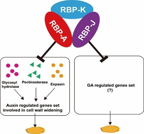 Diagram to illustrate the functions of RBP-K, A, and J. RBP-K acts as a chaperone, enabling RBP-A and RBP-J to function normally, RBP-J most likely affects GA pathways, resulting in increased grain and panicle lengths, but decreased grain width and thickness, while RBP-A negatively regulates the expression of genes most likely involved in auxin-regulated pathways controlling cell wall elongation and carbohydrate transport.