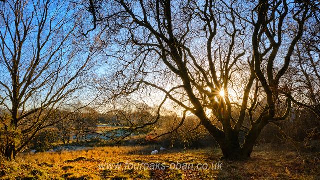 Star-burst of evening sun through the trees