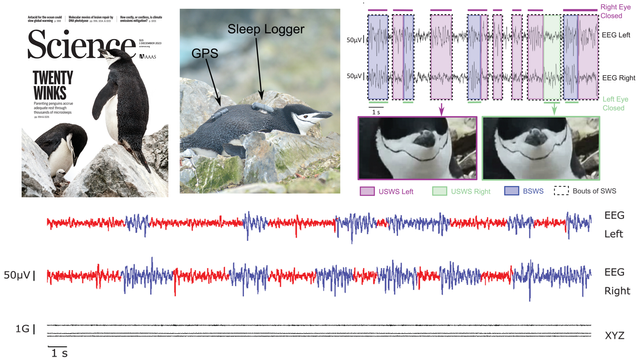 Composite image with the cover of Science magazine, a photo of a penguin equipped with a sleep logger device and examples of EEG activity.