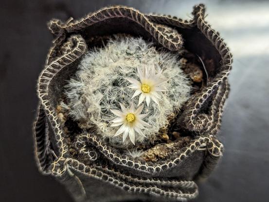 A feather cactus in a cloth container. This round cactus is covered in "fluff" instead of traditional spines. This one also has 2 flowers, white petals & yellow centers.