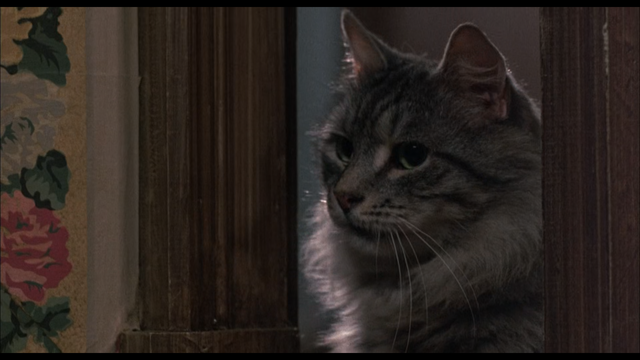 An adorable gray cat named Gustaf