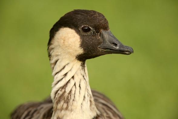Close-up photo of the nene bird head
