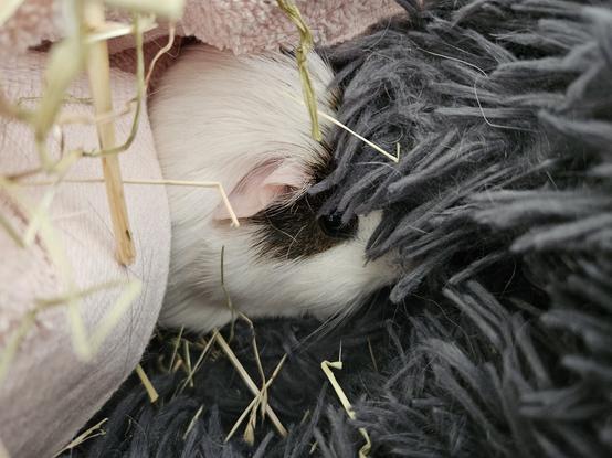 Pikelet, a brown and white guinea pig, she's hiding under hay in a soft fluffy cat bed and just peeking out with one little eye