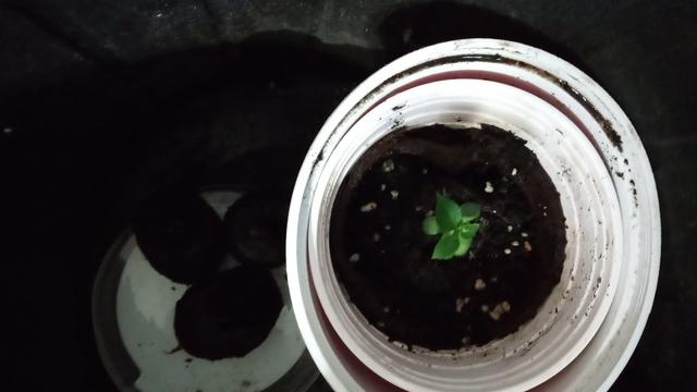 A small plastic container, inside another, inside a bucket, with three expanded peat pellets (seed starting pods), each a tiny apple tree. A treeling, only one is visible on the right, containing several green leaves already.