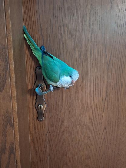 monk parakeet sitting on a door knob of a brown door