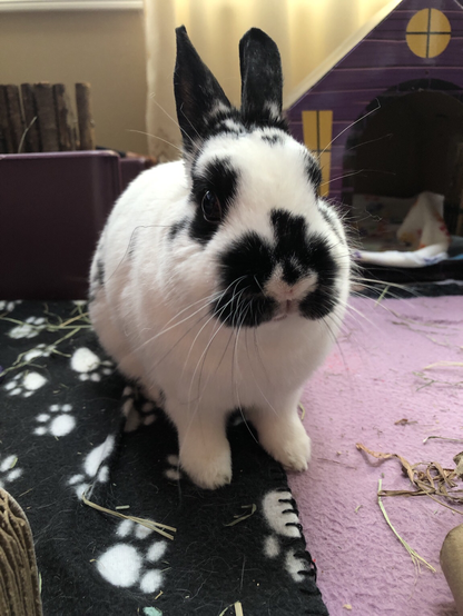 Bunny sits, looking at camera, appearing to still be processing the morning’s adventures.