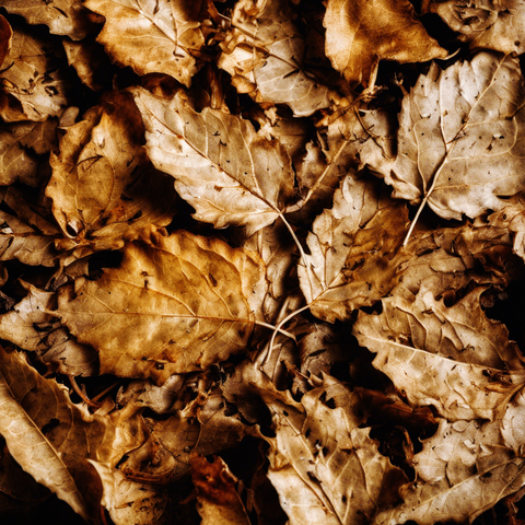 Prompt: A photo of dead leaves.  The leaves have intricate marks from being eaten by multiple insects, macro shot, Aspect: square 1:1(1024:1024), CFG_scale: 7, Sampler: ddim, Seed: 215430679(Generated at StableDiffusionXL, Filtering: InCollage)